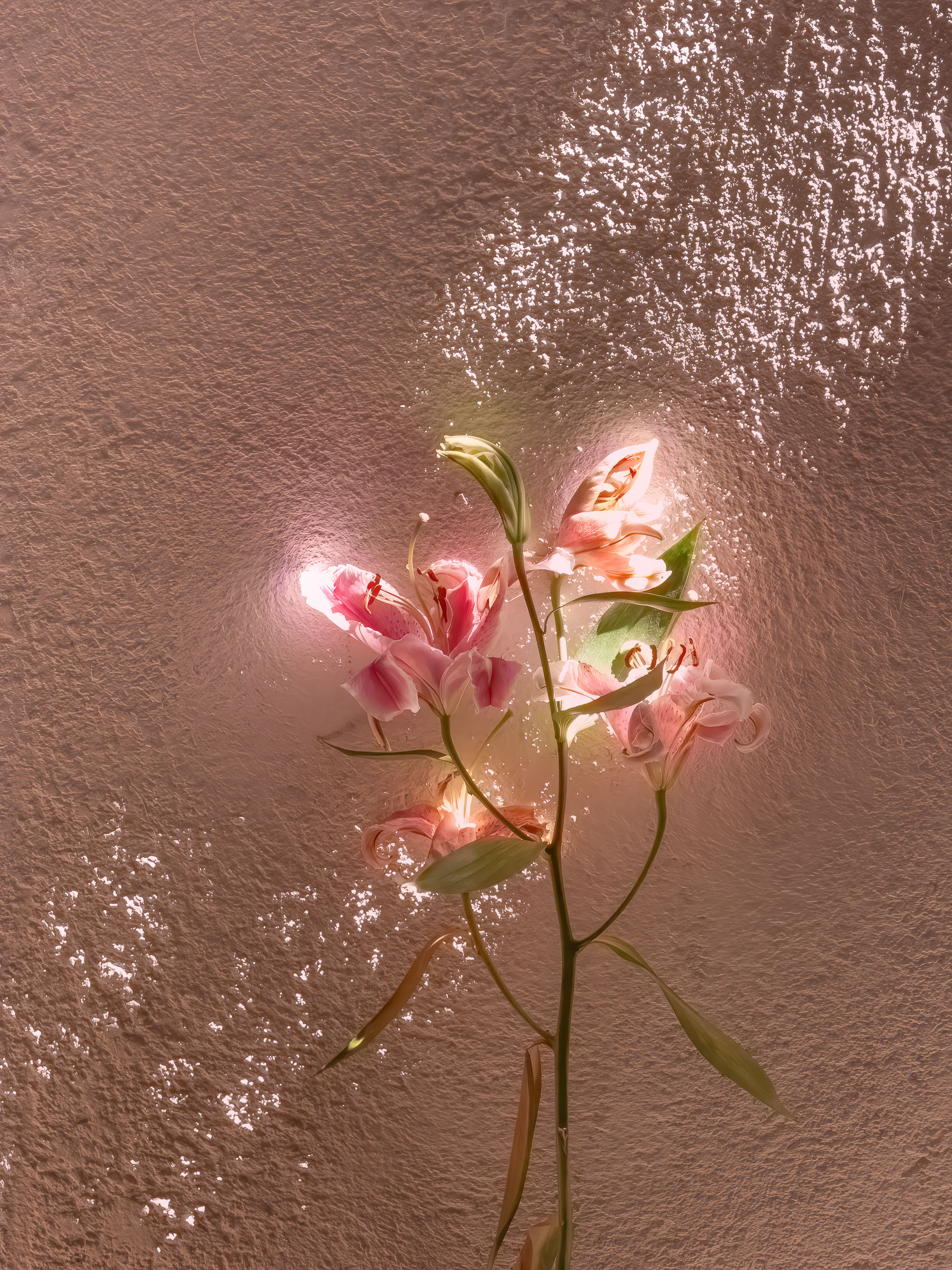 Pink and white flowers glow in ray of sunlight